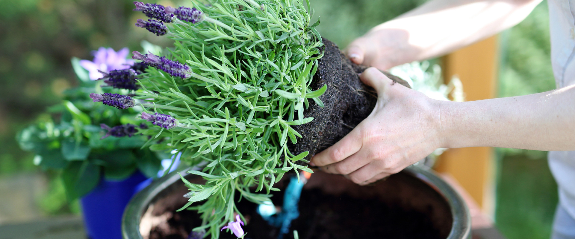 Tips bien sustentables para cuidar nuestro medio ambiente
