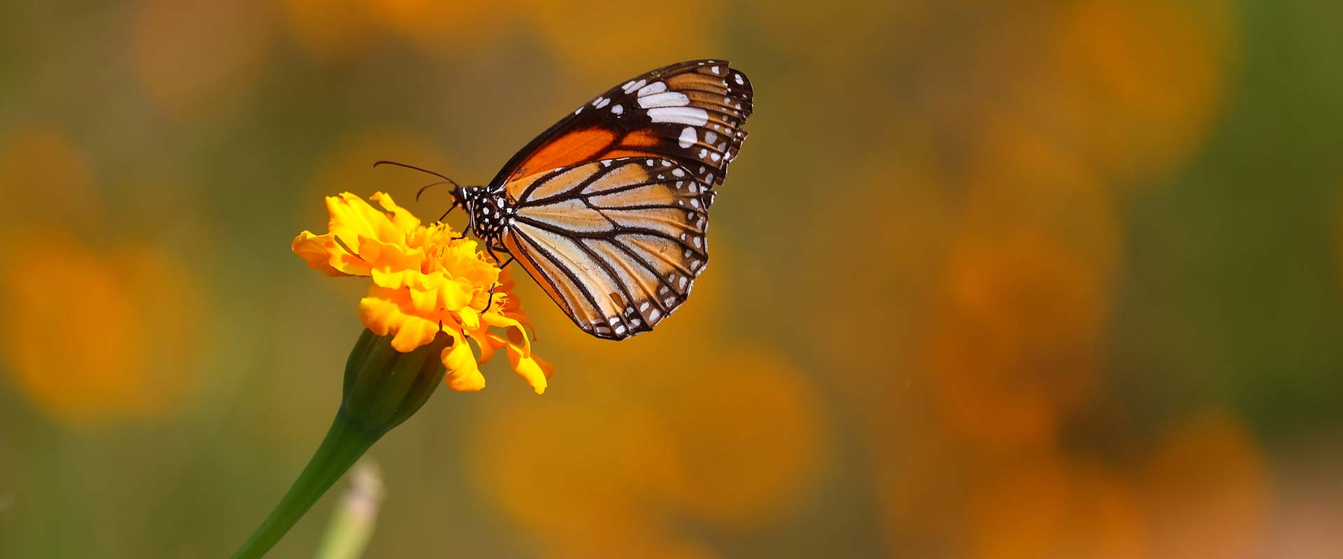 1º Premio – Jardín de Mariposas