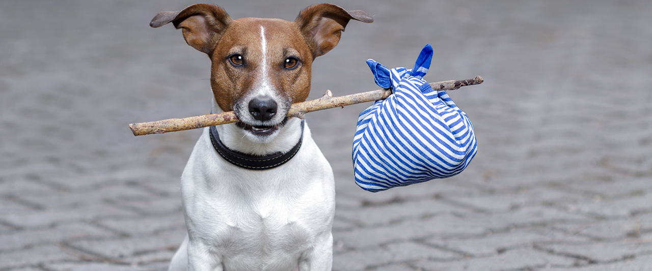 ¿Cómo funciona el control canino?